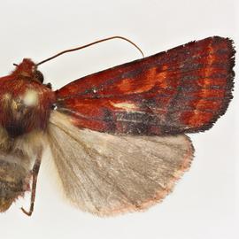  Haliophyle ignita , adult female